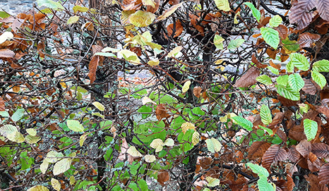Foto vde106 Rilke Herbst Teschner Schwarzatal